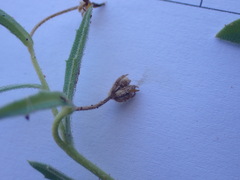 Osteospermum calendulaceum