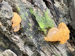 Dacryopinax lowyi