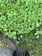 Petasites pyrenaicus
