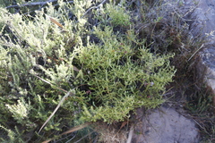 Seriphium cinereum