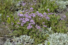 Thymus calcareus