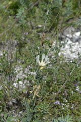 Astragalus albicaulis