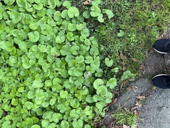 Petasites pyrenaicus