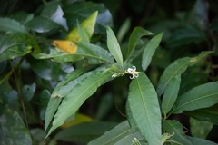 Solanum bahamense