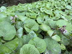 Petasites pyrenaicus