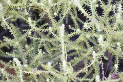 Seriphium cinereum