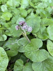 Petasites pyrenaicus