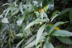 Solanum bahamense
