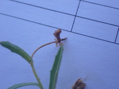 Osteospermum calendulaceum