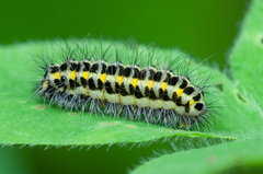 Zygaena lonicerae