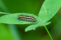 Zygaena lonicerae