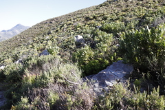 Protea lepidocarpodendron