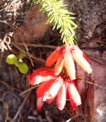 Erica cerinthoides cerinthoides