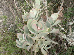 Cotyledon velutina