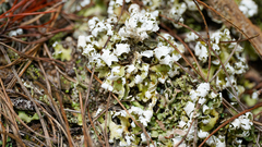 Cladonia prostrata