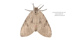 Lymantria grisescens