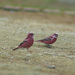 Pallas's Rosefinch - Photo (c) ken, some rights reserved (CC BY-NC-ND)