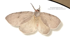 Lymantria grisescens