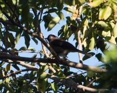Molothrus bonariensis