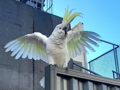 Cacatua galerita galerita