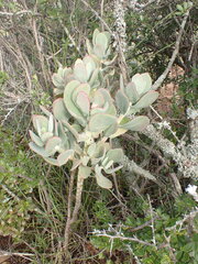 Cotyledon velutina