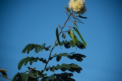Albizia lebbeck