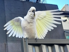 Cacatua galerita galerita