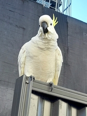 Cacatua galerita galerita