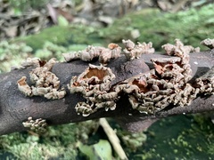 Xylobolus spectabilis