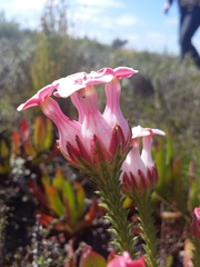 Erica ampullacea