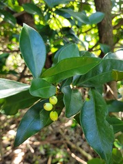 Peddiea africana