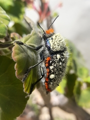 Julodis