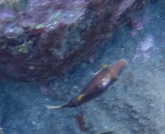 Canthigaster rostrata