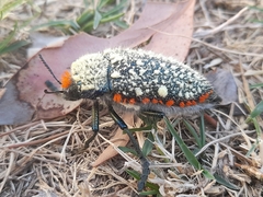 Julodis