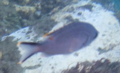 Azurina multilineata