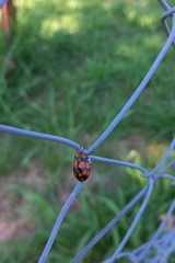 Botanochara decempustulata
