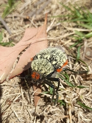 Julodis