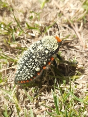 Julodis