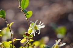Loropetalum chinense