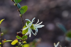 Loropetalum chinense