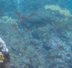 Azurina multilineata