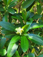 Voacanga thouarsii