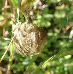 Argiope trifasciata