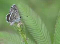 Hemiargus hanno
