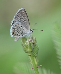 Hemiargus hanno