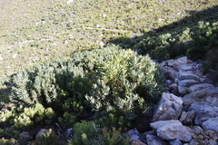 Protea lepidocarpodendron
