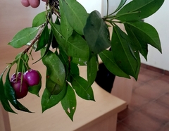 Syzygium paniculatum