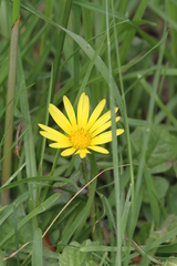 Arctotheca prostrata