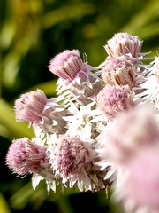 Lachnospermum umbellatum