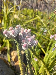 Lachnospermum umbellatum